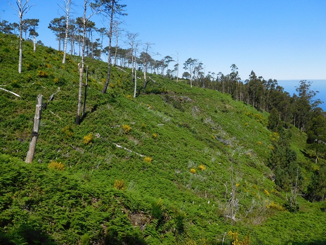 20.06.2016 Levada da Serra da Ponte do Pargo-Levada Nova-Rundtour — Durch den Farn bis zur Bachpassage — Foto 12