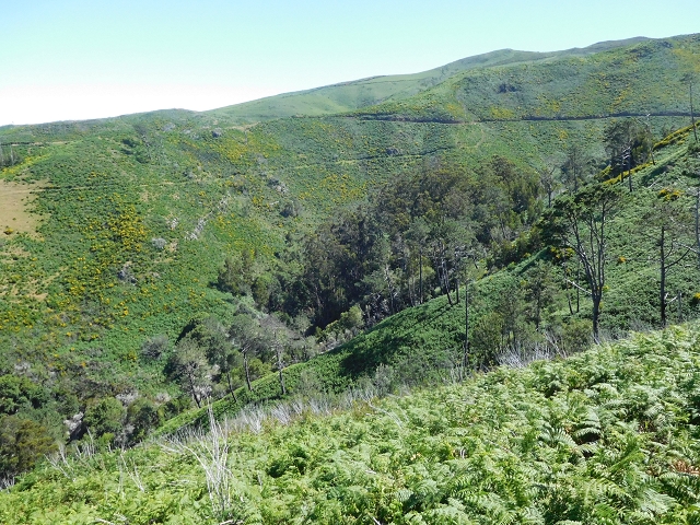 20.06.2016 Levada da Serra da Ponte do Pargo-Levada Nova-Rundtour — Durch den Farn bis zur Bachpassage — Foto 14
