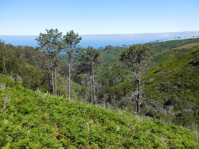 20.06.2016 Levada da Serra da Ponte do Pargo-Levada Nova-Rundtour — Durch den Farn bis zur Bachpassage — Foto 15