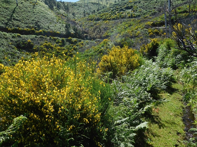 20.06.2016 Levada da Serra da Ponte do Pargo-Levada Nova-Rundtour — Durch den Farn bis zur Bachpassage — Foto 16