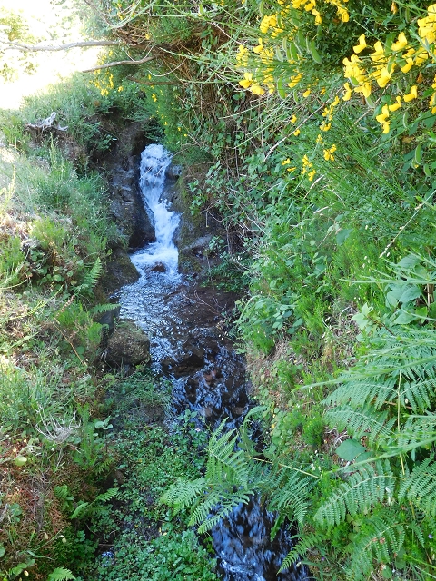 20.06.2016 Levada da Serra da Ponte do Pargo-Levada Nova-Rundtour — Durch den Farn bis zur Bachpassage — Foto 17