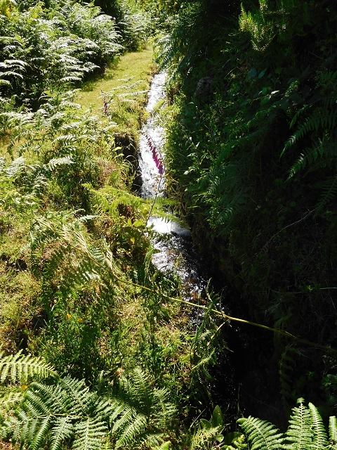 20.06.2016 Levada da Serra da Ponte do Pargo-Levada Nova-Rundtour — Durch den Farn bis zur Bachpassage — Foto 18