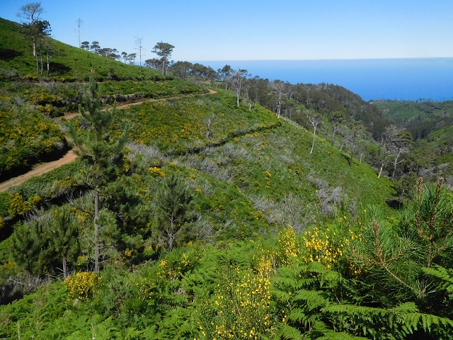 20.06.2016 Levada da Serra da Ponte do Pargo-Levada Nova-Rundtour — Umgehung der Bachpassage — Foto 3