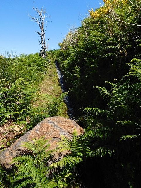 20.06.2016 Levada da Serra da Ponte do Pargo-Levada Nova-Rundtour — Umgehung der Bachpassage — Foto 6