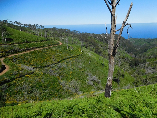 20.06.2016 Levada da Serra da Ponte do Pargo-Levada Nova-Rundtour — Durch den Farn bis zur Verzweigung der beiden Äste — Foto 1