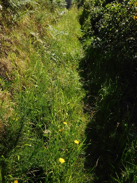 20.06.2016 Levada da Serra da Ponte do Pargo-Levada Nova-Rundtour — Von der Levada Nova entlang der Forstpiste — Foto 6