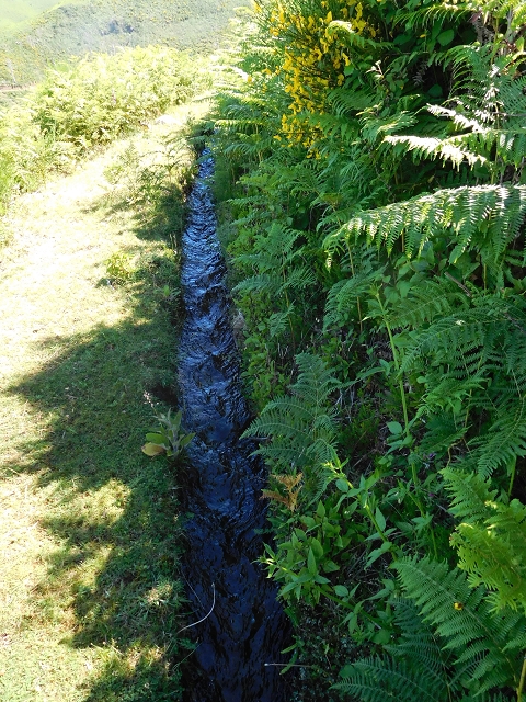 20.06.2016 Levada da Serra da Ponte do Pargo-Levada Nova-Rundtour — Durch den Farn bis zur Verzweigung der beiden Äste — Foto 3