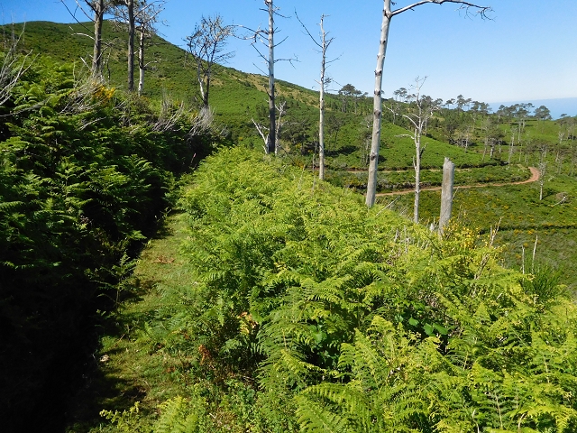 20.06.2016 Levada da Serra da Ponte do Pargo-Levada Nova-Rundtour — Durch den Farn bis zur Verzweigung der beiden Äste — Foto 4