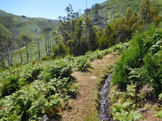 20.06.2016 Levada da Serra da Ponte do Pargo-Levada Nova-Rundtour — Durch den Farn bis zur Verzweigung der beiden Äste — Foto 5