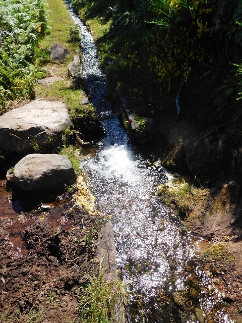 20.06.2016 Levada da Serra da Ponte do Pargo-Levada Nova-Rundtour — Durch den Farn bis zur Verzweigung der beiden Äste — Foto 7