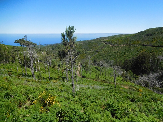 20.06.2016 Levada da Serra da Ponte do Pargo-Levada Nova-Rundtour — Durch den Farn bis zur Verzweigung der beiden Äste — Foto 8