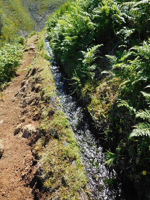 20.06.2016 Levada da Serra da Ponte do Pargo-Levada Nova-Rundtour — Durch den Farn bis zur Verzweigung der beiden Äste — Foto 9