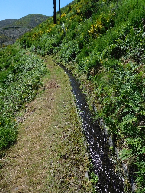20.06.2016 Levada da Serra da Ponte do Pargo-Levada Nova-Rundtour — Durch den Farn bis zur Verzweigung der beiden Äste — Foto 10
