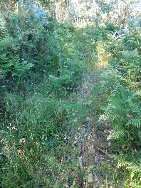 20.06.2016 Levada da Serra da Ponte do Pargo-Levada Nova-Rundtour — Von der Levada Nova entlang der Forstpiste — Foto 7
