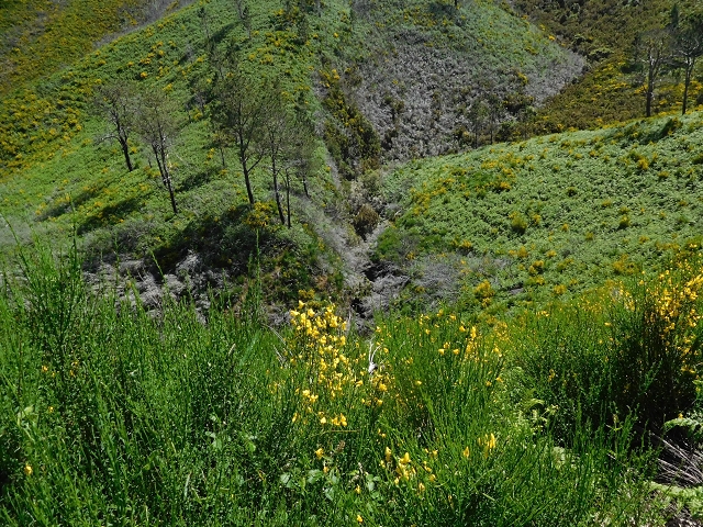 20.06.2016 Levada da Serra da Ponte do Pargo-Levada Nova-Rundtour — Durch den Farn bis zur Verzweigung der beiden Äste — Foto 12