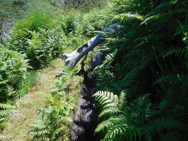 20.06.2016 Levada da Serra da Ponte do Pargo-Levada Nova-Rundtour — Durch den Farn bis zur Verzweigung der beiden Äste — Foto 13