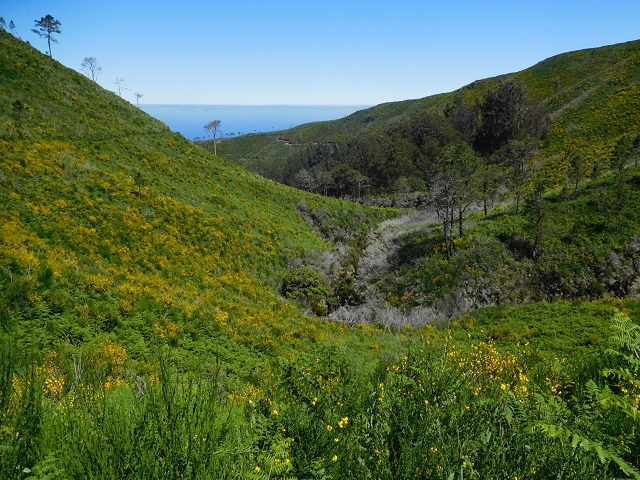 20.06.2016 Levada da Serra da Ponte do Pargo-Levada Nova-Rundtour — Durch den Farn bis zur Verzweigung der beiden Äste — Foto 14