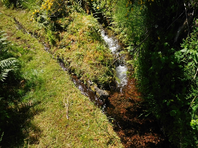 20.06.2016 Levada da Serra da Ponte do Pargo-Levada Nova-Rundtour — Durch den Farn bis zur Verzweigung der beiden Äste — Foto 15