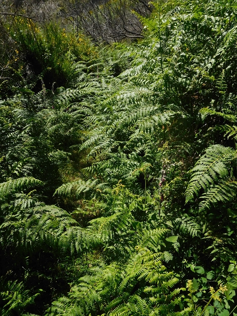 20.06.2016 Levada da Serra da Ponte do Pargo-Levada Nova-Rundtour — Oberer Ast bis zur neuen Madre und zurück — Foto 1