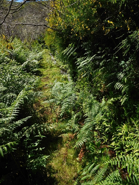 20.06.2016 Levada da Serra da Ponte do Pargo-Levada Nova-Rundtour — Oberer Ast bis zur neuen Madre und zurück — Foto 2