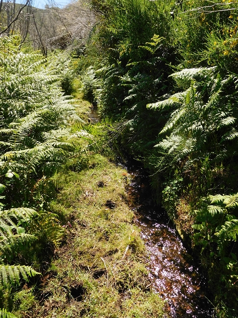 20.06.2016 Levada da Serra da Ponte do Pargo-Levada Nova-Rundtour — Oberer Ast bis zur neuen Madre und zurück — Foto 3