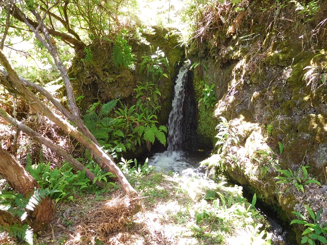 20.06.2016 Levada da Serra da Ponte do Pargo-Levada Nova-Rundtour — Oberer Ast bis zur neuen Madre und zurück — Foto 4