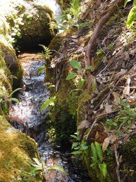 20.06.2016 Levada da Serra da Ponte do Pargo-Levada Nova-Rundtour — Oberer Ast bis zur neuen Madre und zurück — Foto 5