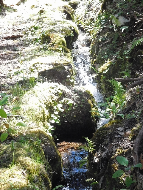 20.06.2016 Levada da Serra da Ponte do Pargo-Levada Nova-Rundtour — Oberer Ast bis zur neuen Madre und zurück — Foto 6