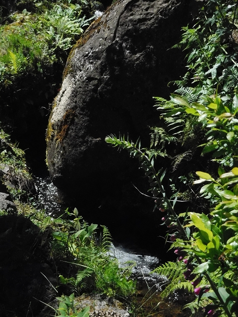 20.06.2016 Levada da Serra da Ponte do Pargo-Levada Nova-Rundtour — Oberer Ast bis zur neuen Madre und zurück — Foto 7