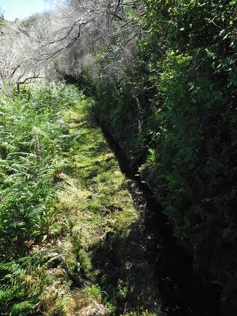 20.06.2016 Levada da Serra da Ponte do Pargo-Levada Nova-Rundtour — Oberer Ast bis zur neuen Madre und zurück — Foto 8