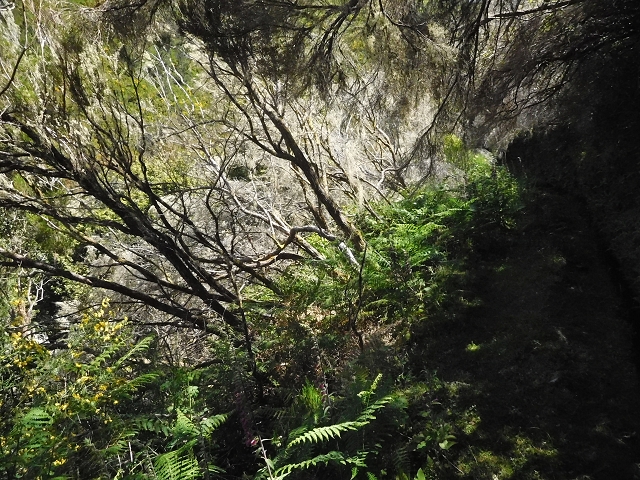 20.06.2016 Levada da Serra da Ponte do Pargo-Levada Nova-Rundtour — Oberer Ast bis zur neuen Madre und zurück — Foto 9