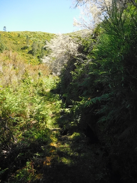 20.06.2016 Levada da Serra da Ponte do Pargo-Levada Nova-Rundtour — Oberer Ast bis zur neuen Madre und zurück — Foto 10