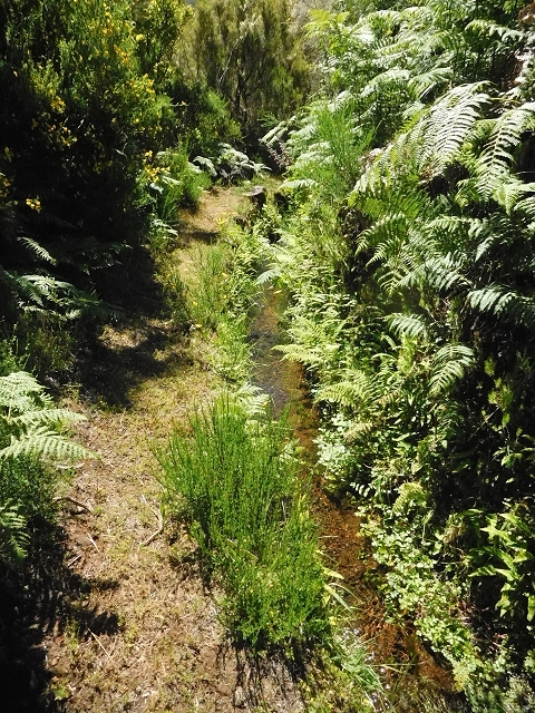 20.06.2016 Levada da Serra da Ponte do Pargo-Levada Nova-Rundtour — Oberer Ast bis zur neuen Madre und zurück — Foto 11