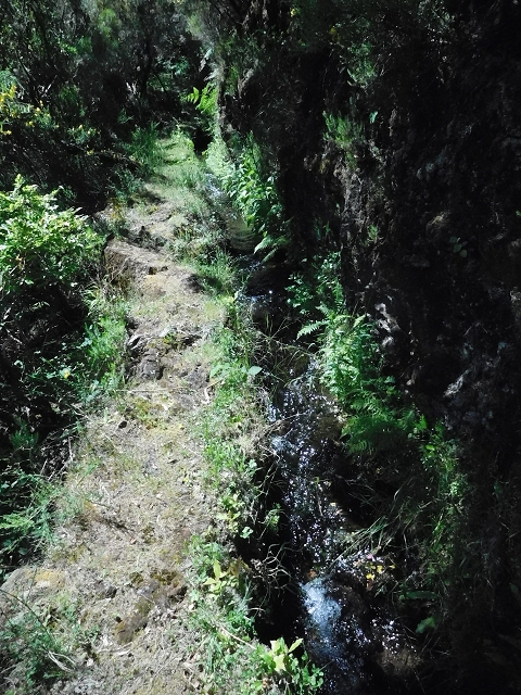 20.06.2016 Levada da Serra da Ponte do Pargo-Levada Nova-Rundtour — Oberer Ast bis zur neuen Madre und zurück — Foto 12