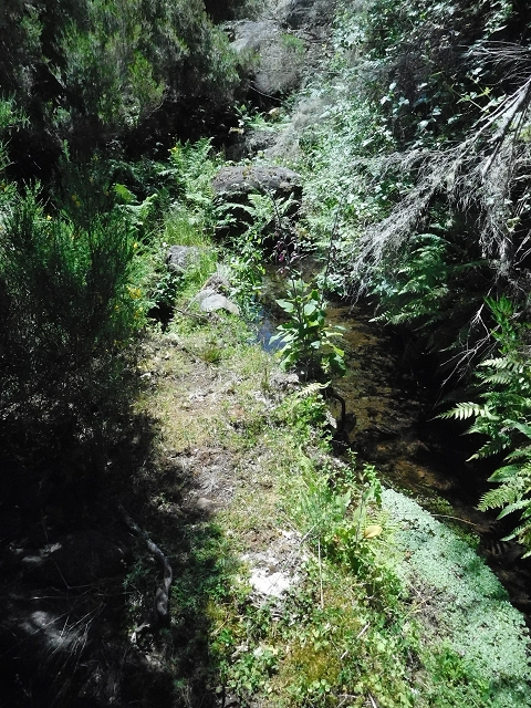 20.06.2016 Levada da Serra da Ponte do Pargo-Levada Nova-Rundtour — Oberer Ast bis zur neuen Madre und zurück — Foto 13