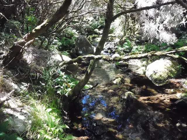 20.06.2016 Levada da Serra da Ponte do Pargo-Levada Nova-Rundtour — Oberer Ast bis zur neuen Madre und zurück — Foto 14