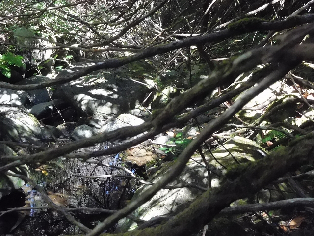 20.06.2016 Levada da Serra da Ponte do Pargo-Levada Nova-Rundtour — Oberer Ast bis zur neuen Madre und zurück — Foto 15