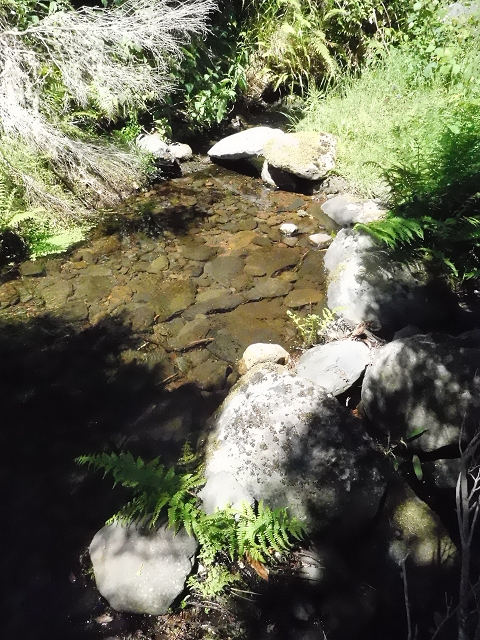 20.06.2016 Levada da Serra da Ponte do Pargo-Levada Nova-Rundtour — Oberer Ast bis zur neuen Madre und zurück — Foto 16
