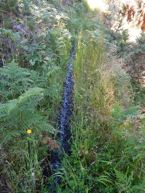 20.06.2016 Levada da Serra da Ponte do Pargo-Levada Nova-Rundtour — Von der Levada Nova entlang der Forstpiste — Foto 9
