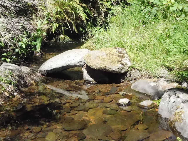 20.06.2016 Levada da Serra da Ponte do Pargo-Levada Nova-Rundtour — Oberer Ast bis zur neuen Madre und zurück — Foto 17