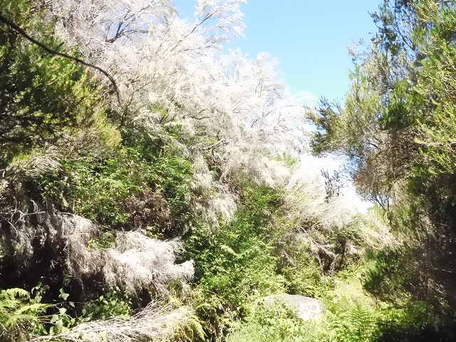 20.06.2016 Levada da Serra da Ponte do Pargo-Levada Nova-Rundtour — Oberer Ast bis zur neuen Madre und zurück — Foto 18