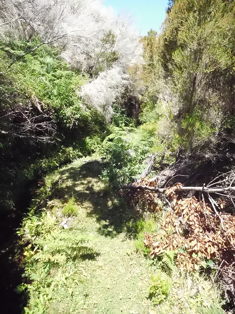 20.06.2016 Levada da Serra da Ponte do Pargo-Levada Nova-Rundtour — Oberer Ast bis zur neuen Madre und zurück — Foto 19