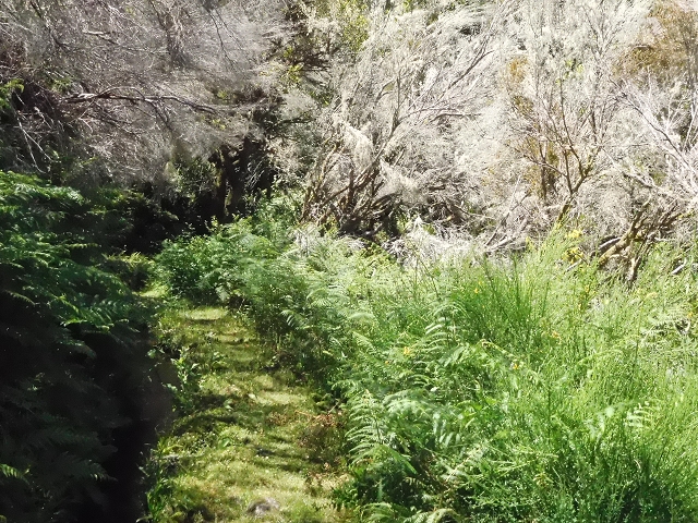 20.06.2016 Levada da Serra da Ponte do Pargo-Levada Nova-Rundtour — Oberer Ast bis zur neuen Madre und zurück — Foto 23