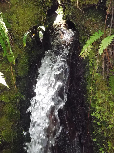 20.06.2016 Levada da Serra da Ponte do Pargo-Levada Nova-Rundtour — Oberer Ast bis zur neuen Madre und zurück — Foto 26