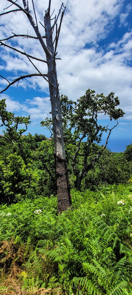 Levada Nova — Zwischen Prazeres und Faja da Ovelha — Foto 2