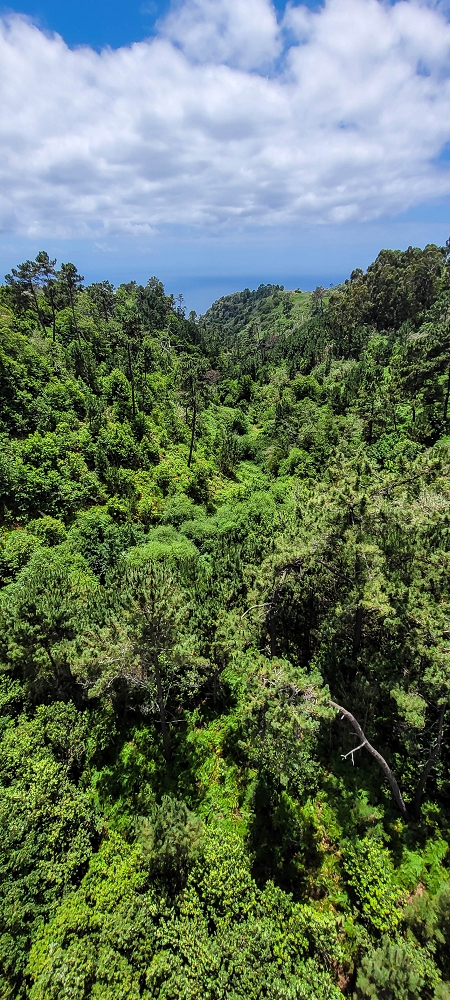 Levada Nova — Zwischen Prazeres und Faja da Ovelha — Foto 5