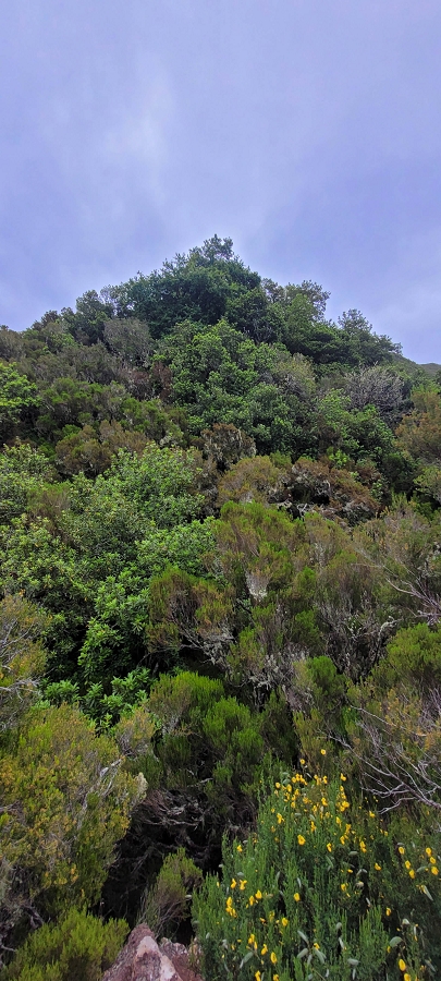 20 de junho de 2024 Túnel da Levada da Rocha Vermelha, a lagoa verde e o Furado Velho — Até ao Furado Velho — foto 6