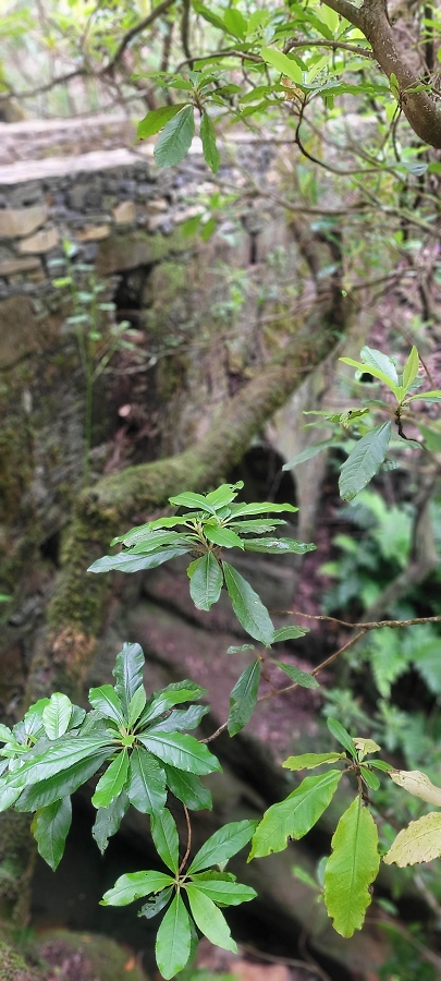 20 de junho de 2024 Túnel da Levada da Rocha Vermelha, a lagoa verde e o Furado Velho — Até ao Furado Velho — foto 7