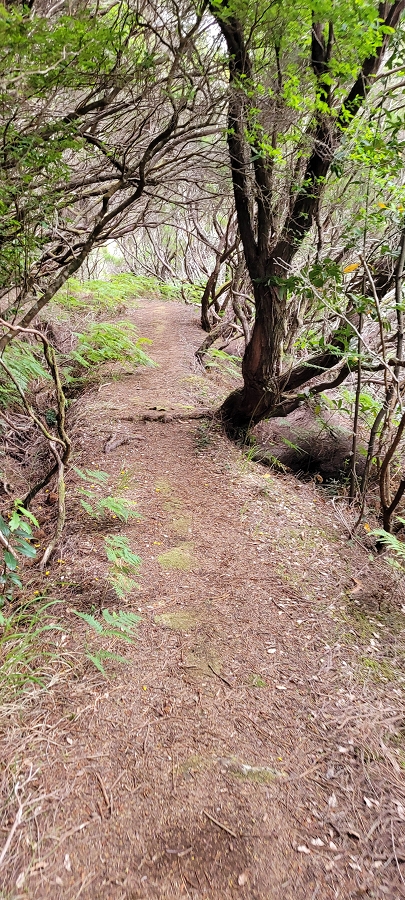 20 de junho de 2024 Túnel da Levada da Rocha Vermelha, a lagoa verde e o Furado Velho — Até ao Furado Velho — foto 13