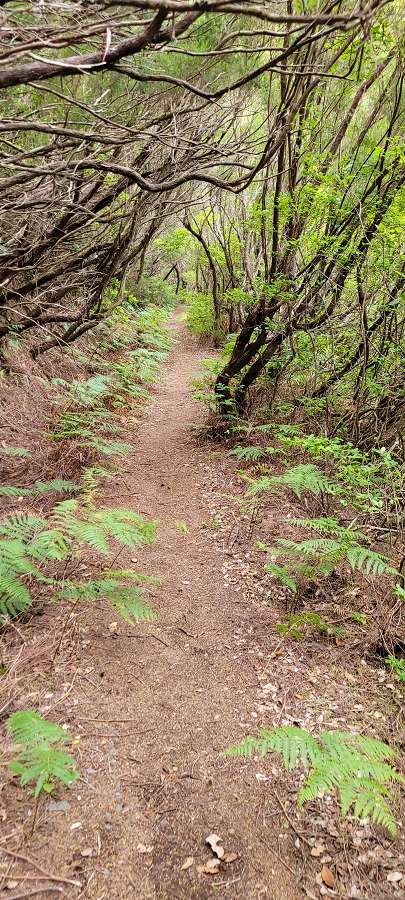 20 de junho de 2024 Túnel da Levada da Rocha Vermelha, a lagoa verde e o Furado Velho — Até ao Furado Velho — foto 14
